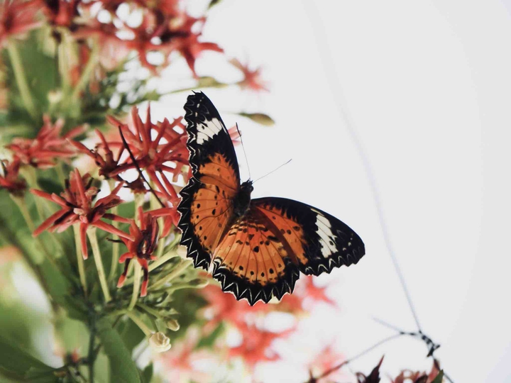 butterfly