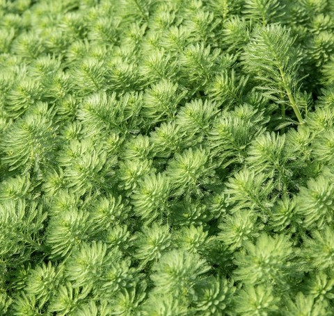 plant, larch wallpapers