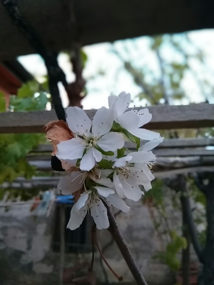 çiçek