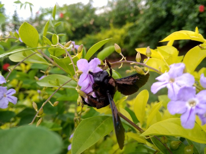 nature