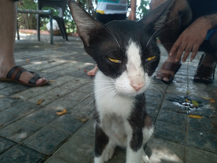cat ?