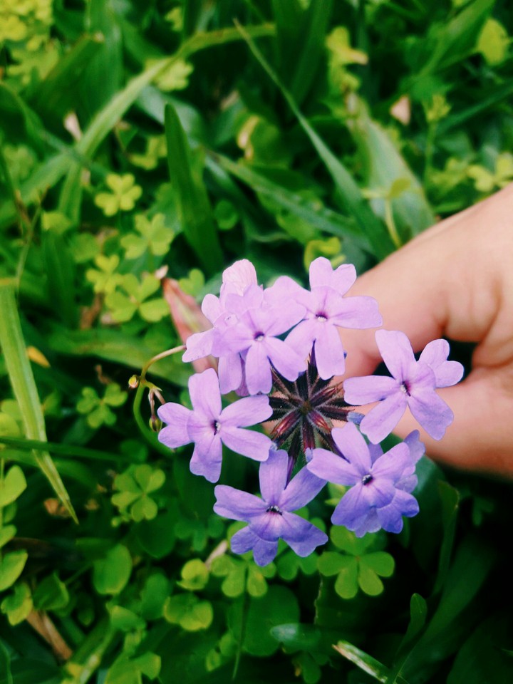Flower