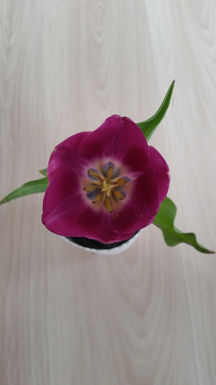 Ping Flower