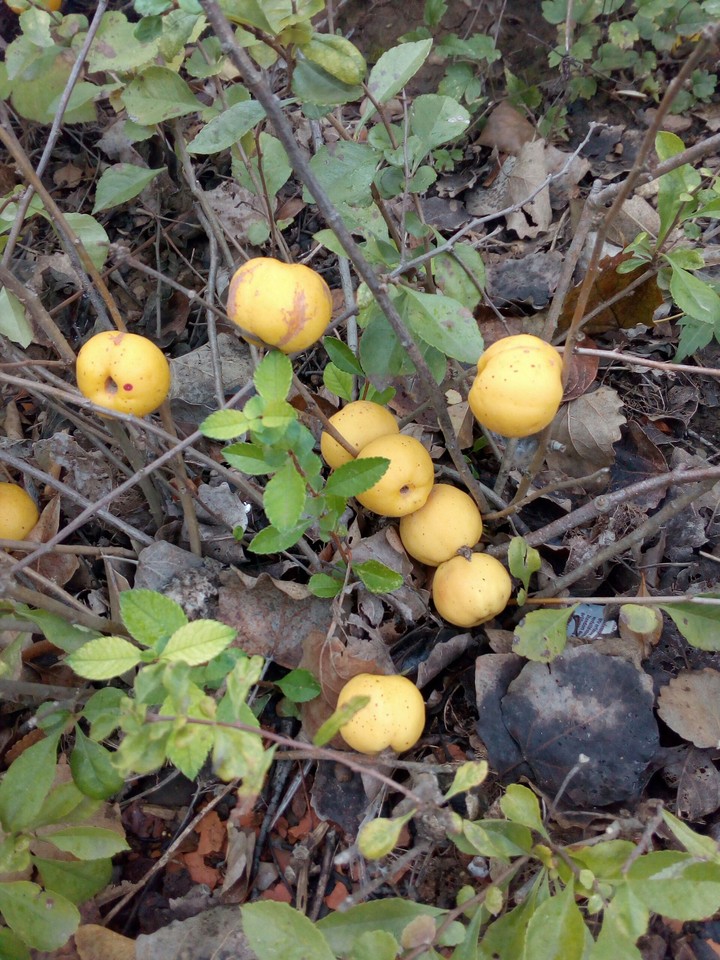 was die Natur hergibt