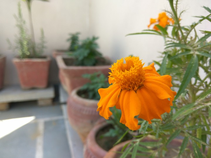 Flower