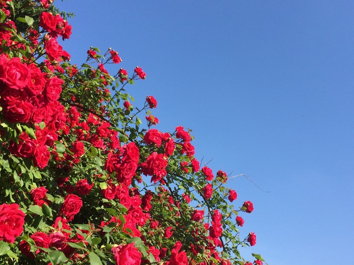 red roses