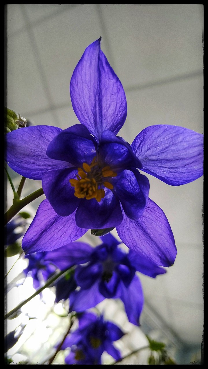 flover