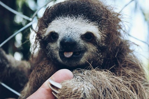 sloth