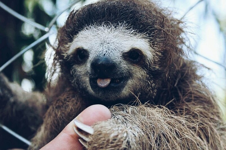 sloth