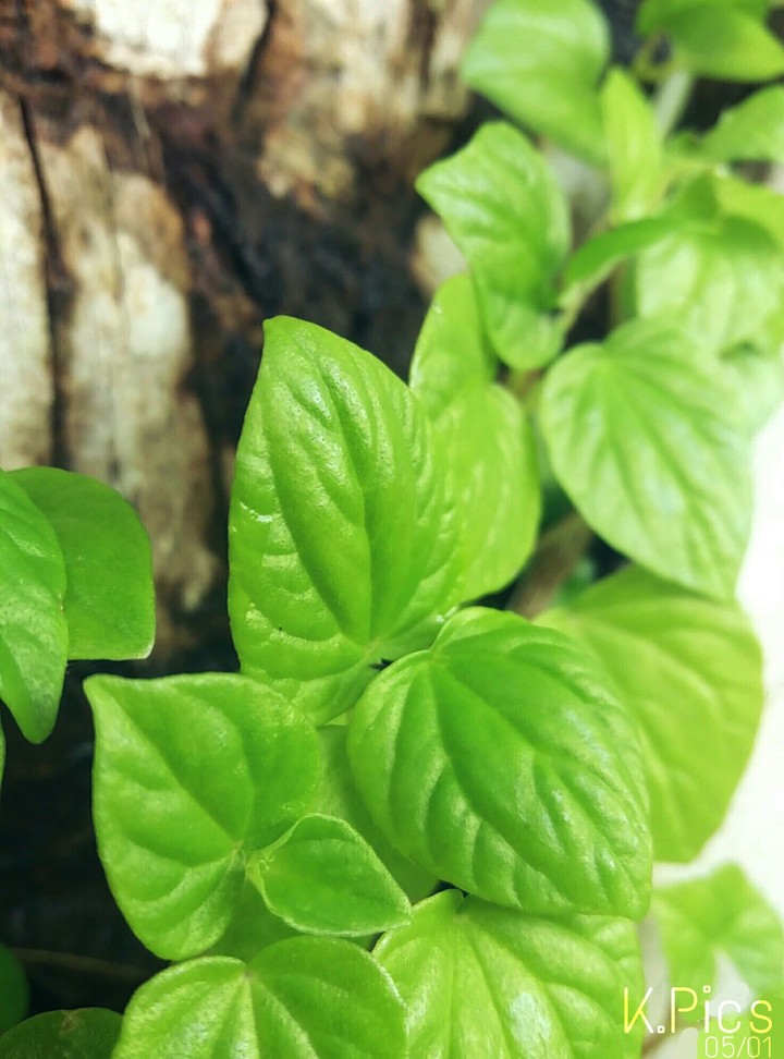 little leaf