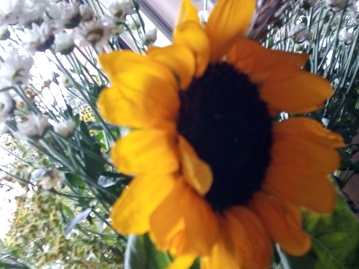 sunflower