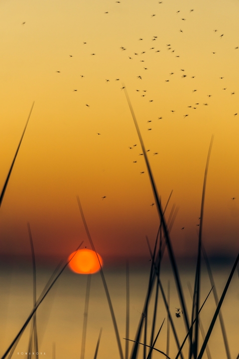 Sea sunset