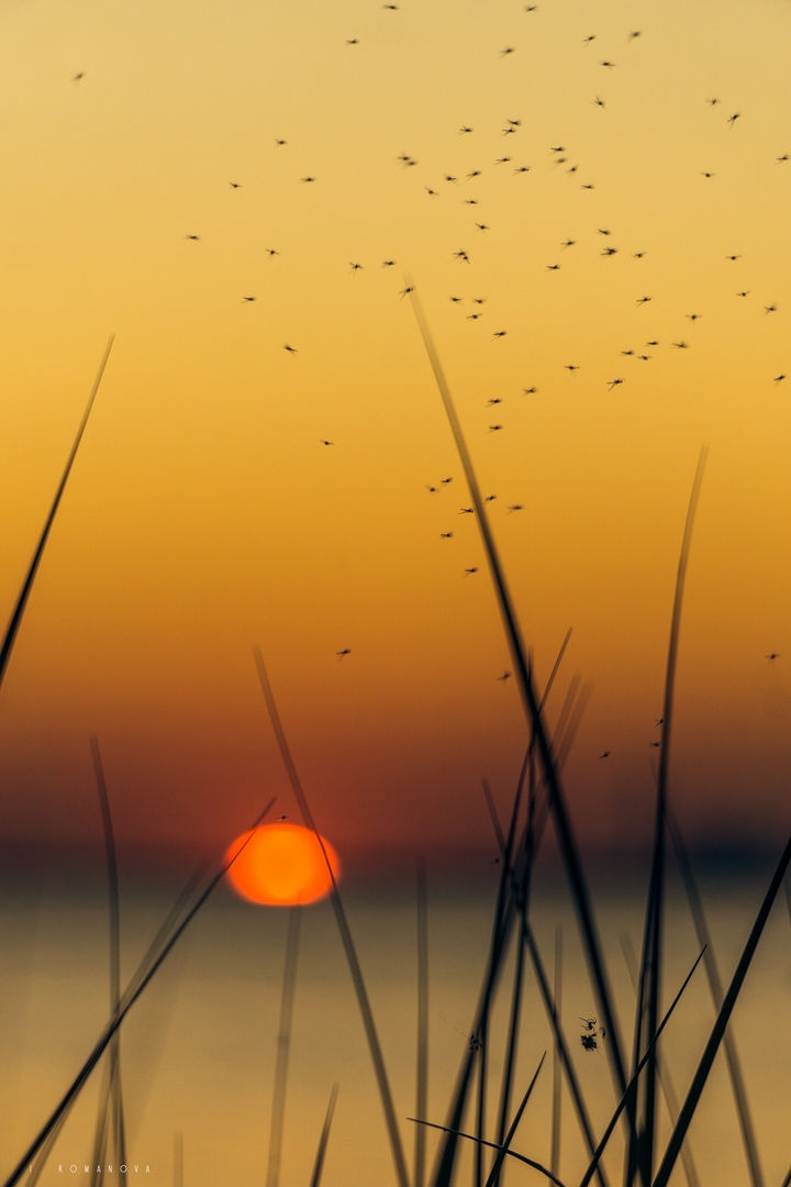 Sea sunset