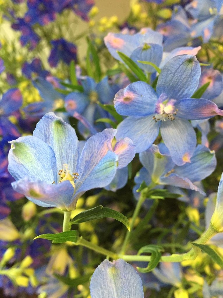 beautiful flower