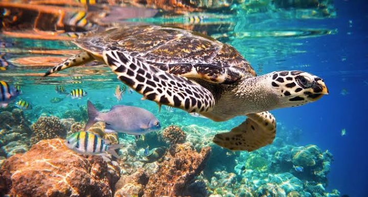sea ​​turtle I