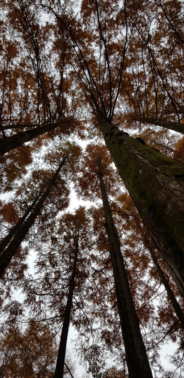 Metasequoia
