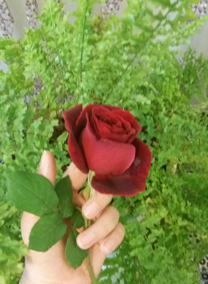 rose