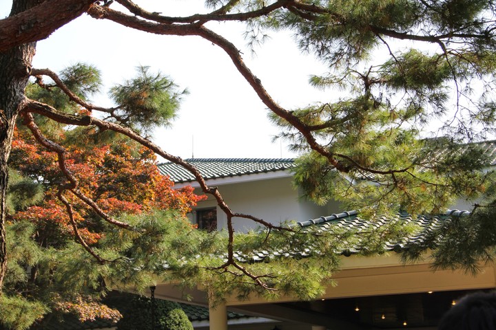 단풍