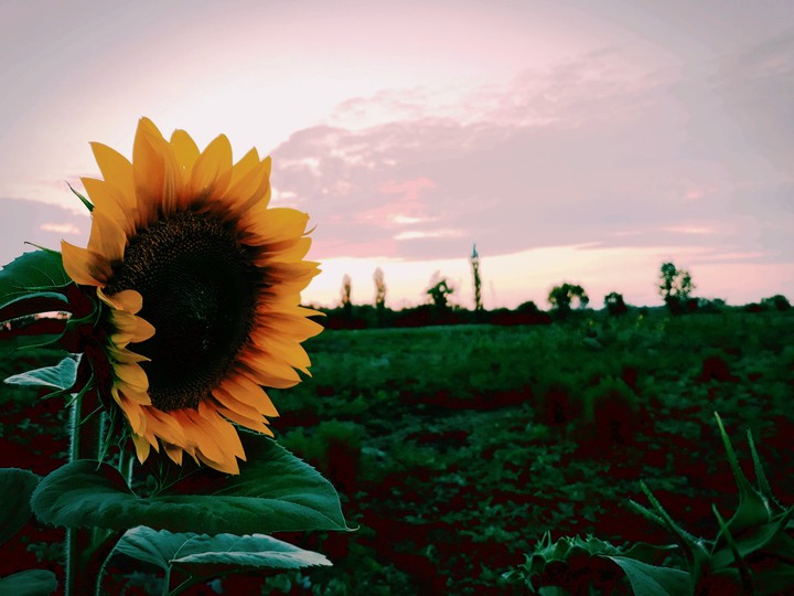 sunflower