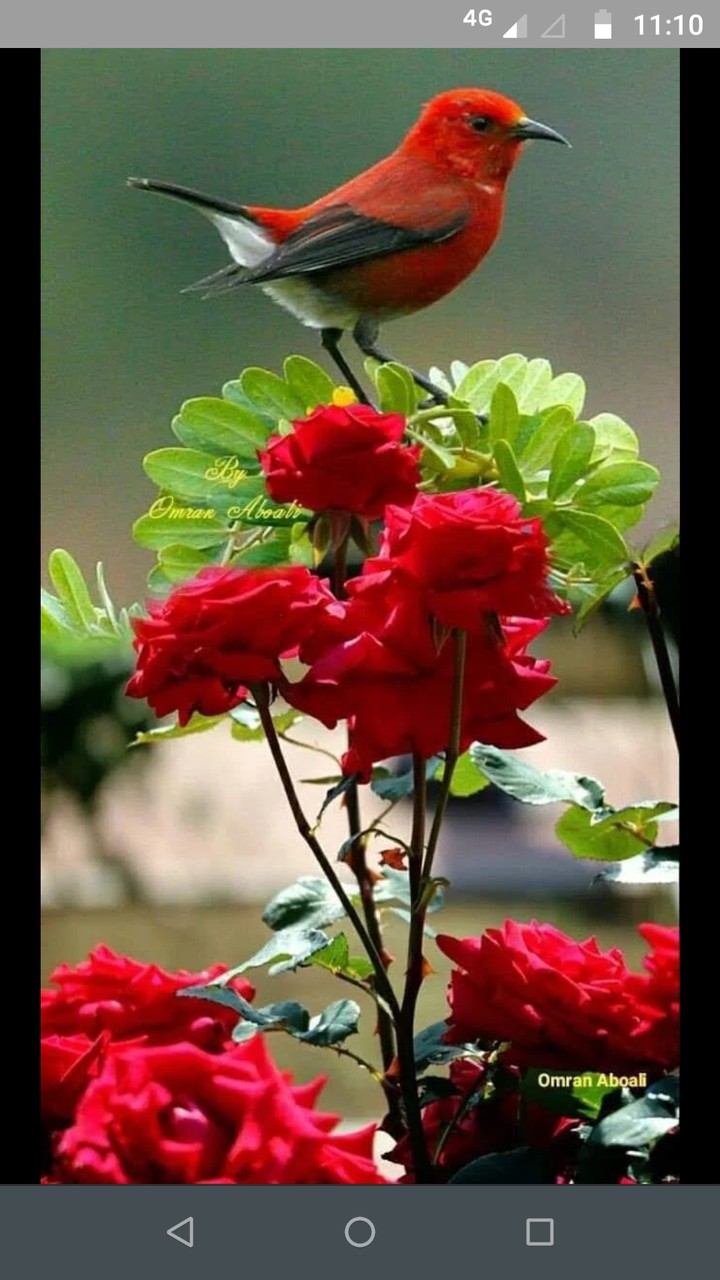 lovely