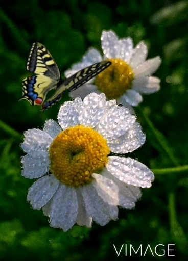 Daisy