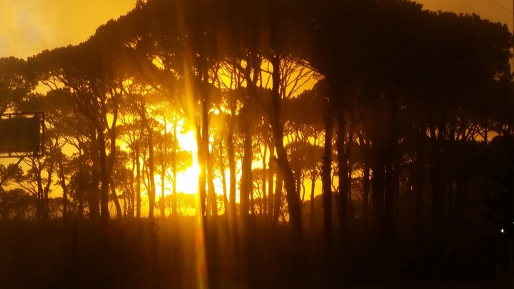sunset through pine trees
