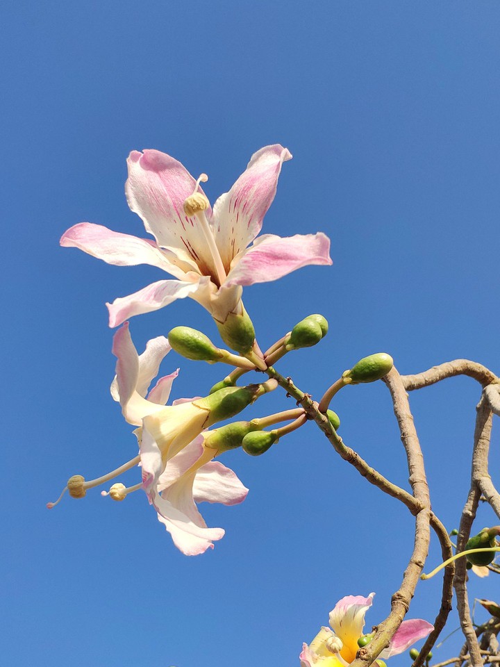 Egypt flowers