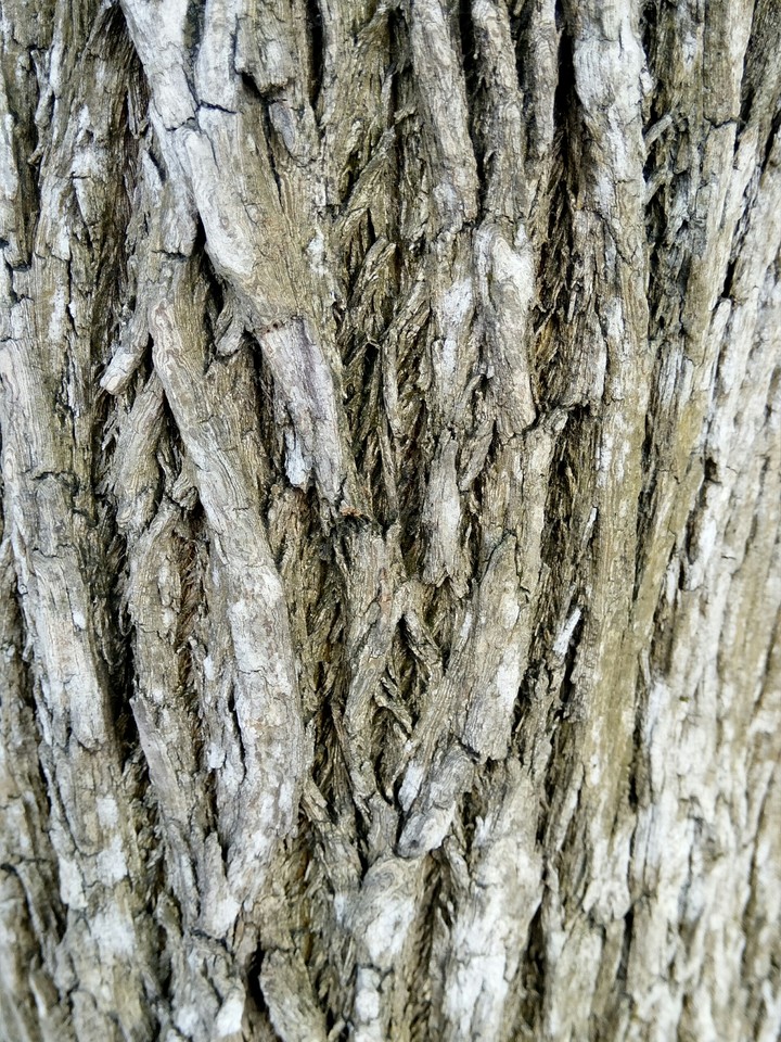 bark