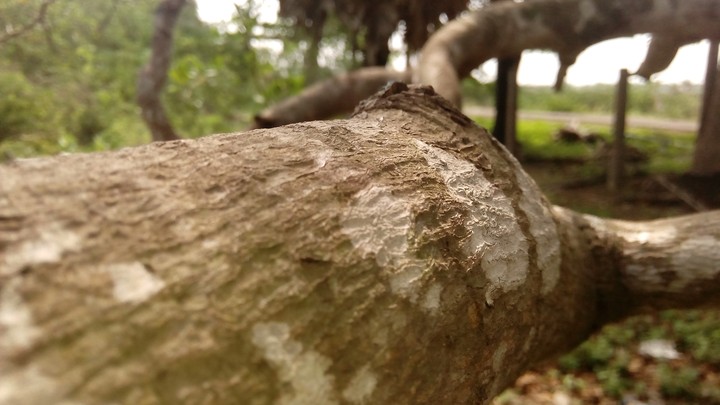 tree  steam