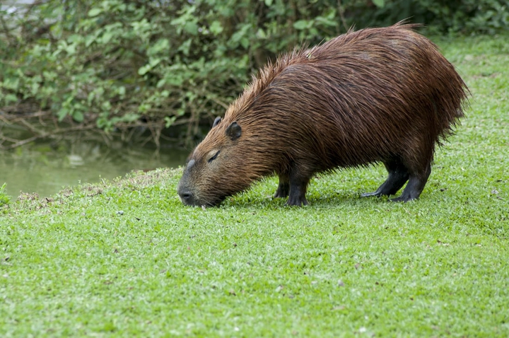 Capivara brazilian fauna