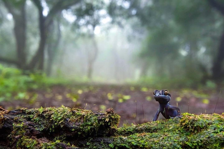 Lizard