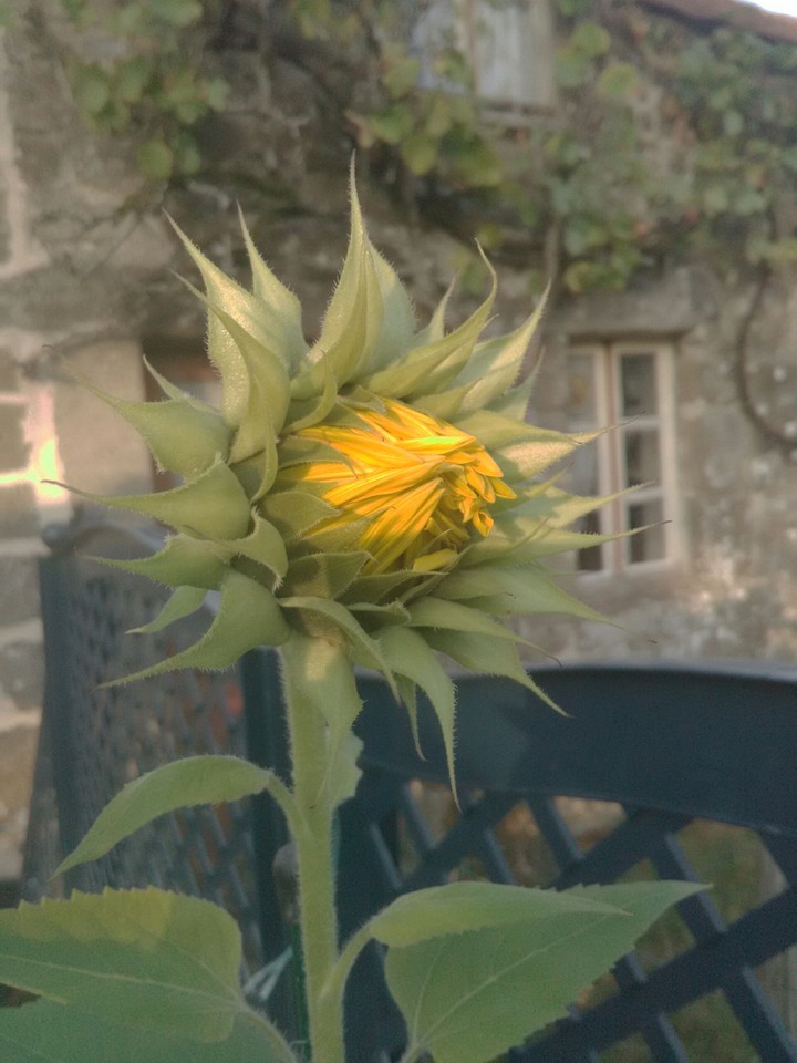 Tournesol en croissance