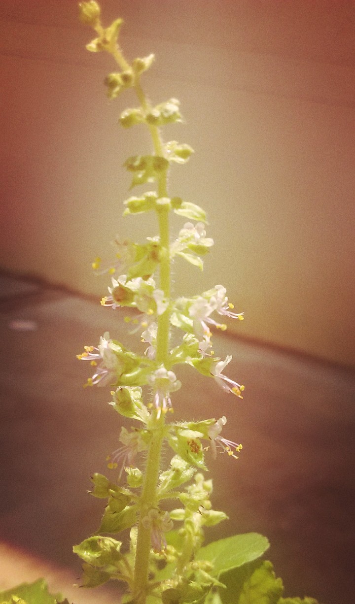 pic of a flower on a sunny day