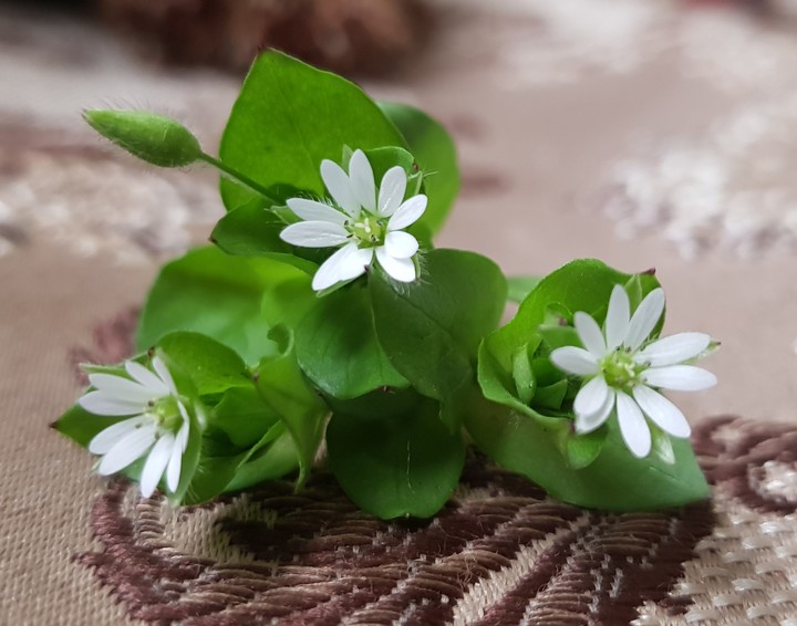 Flowers