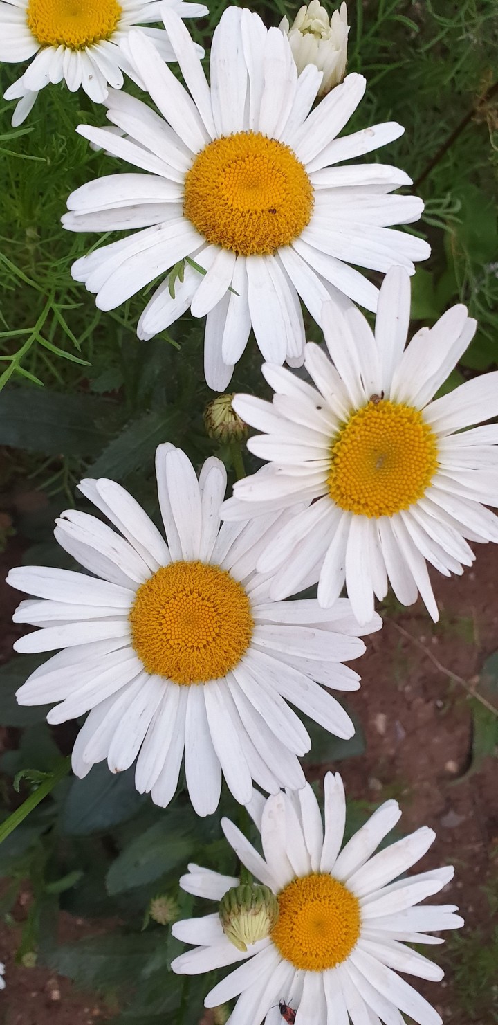 Daisy