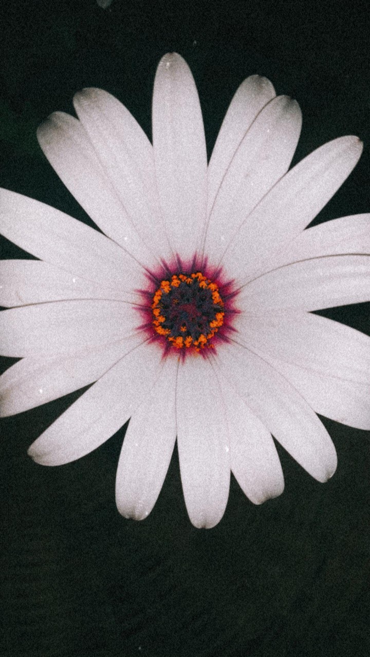 daisy