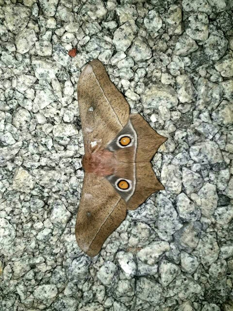 African butterfly