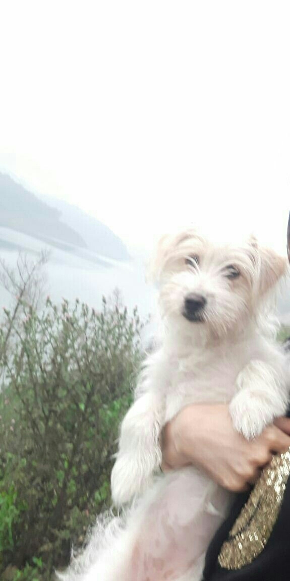 loosi