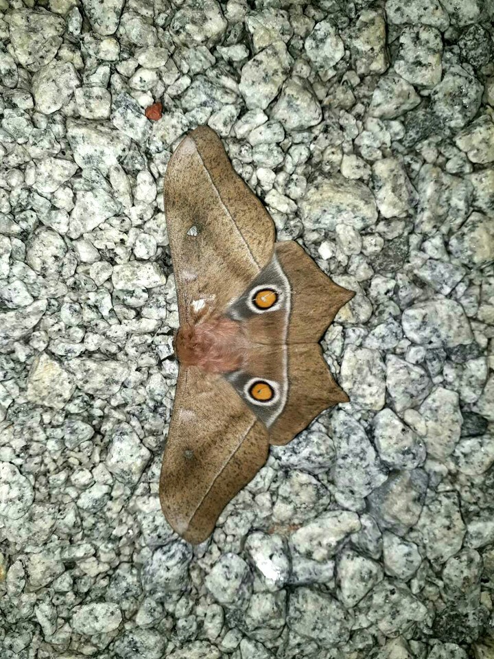 African butterfly