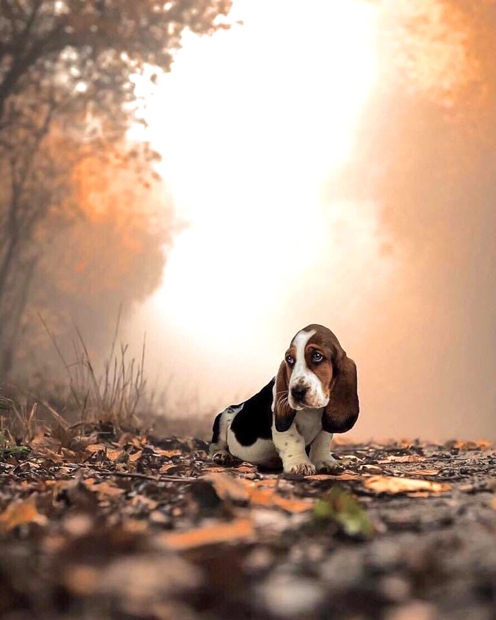 cute dog