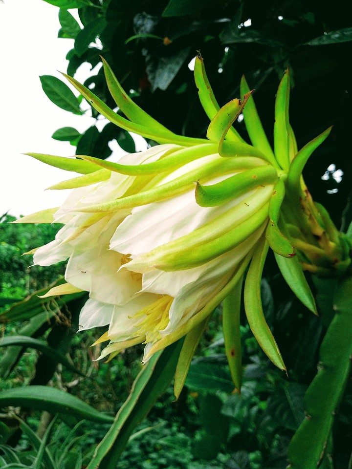 dragon fruit