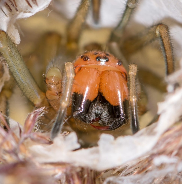 Spider