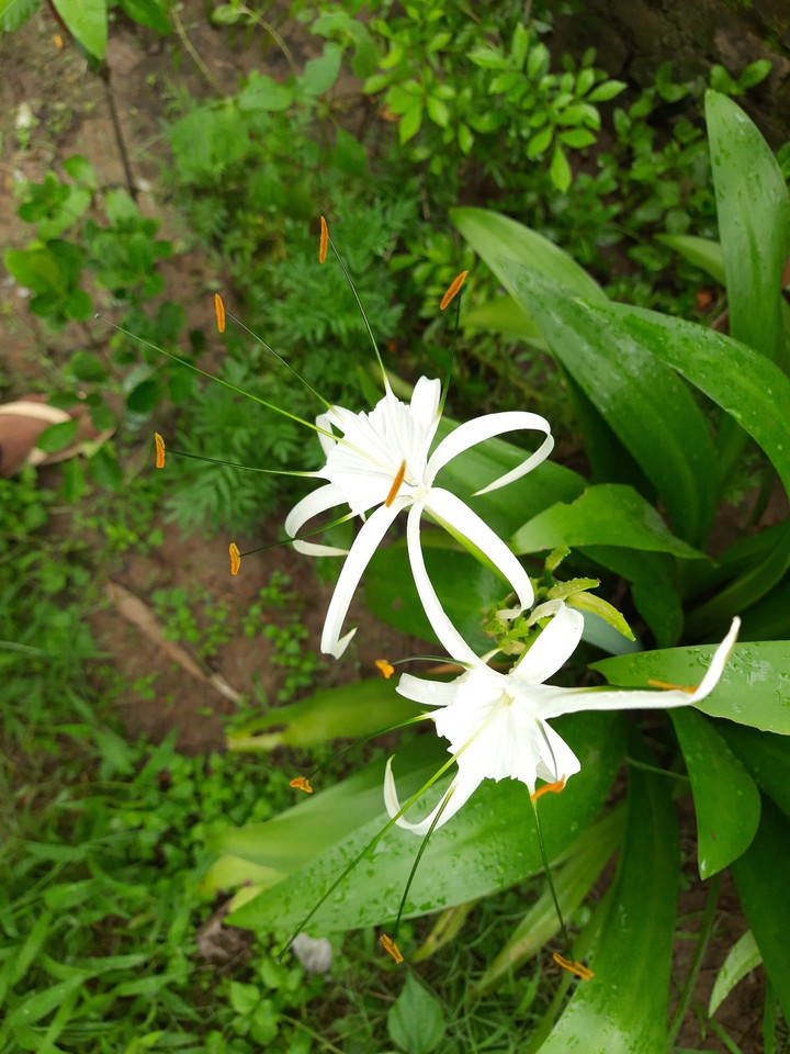 flower