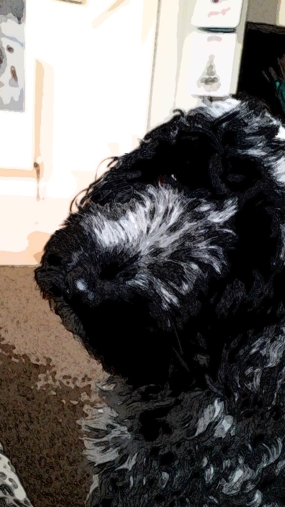 dog pose