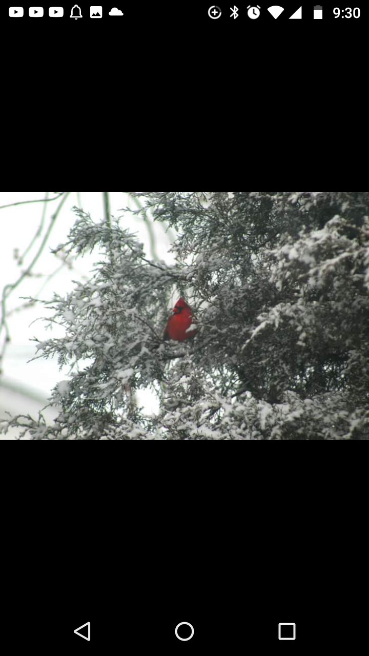 bird