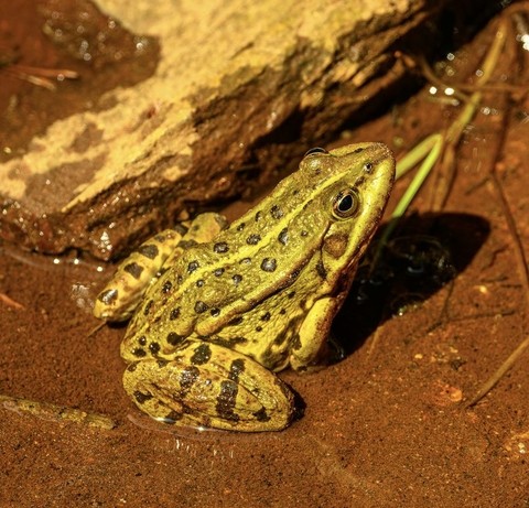 wildlife, frog वॉलपेपर