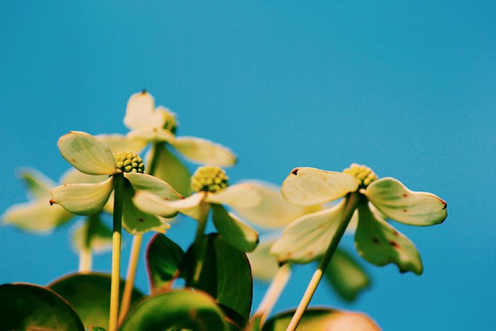 dogwood
