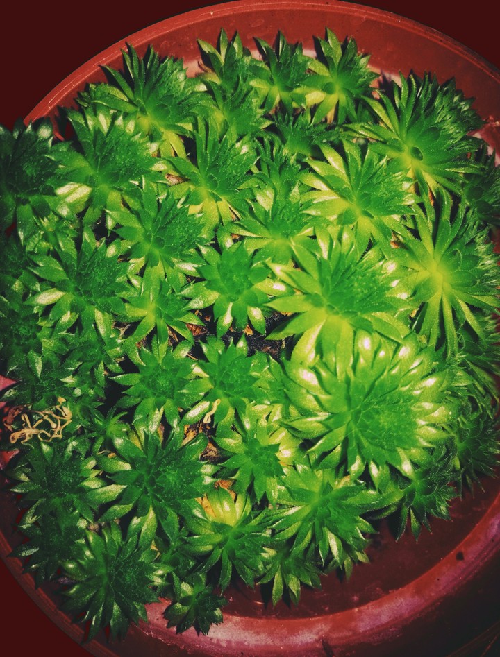 Stonerose