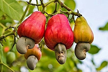 caju uma fruta muito Sabrosa!!!