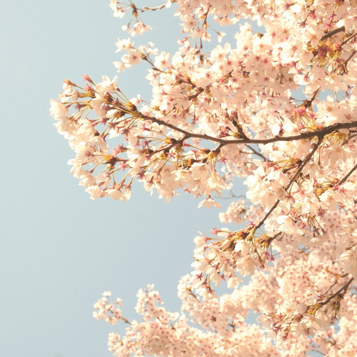 Cherry Blossom in Korea